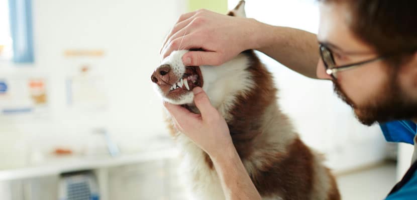 Primer plano de veterinario en consulta veterinaria con un perro mostrando los protocolos de limpieza en clínicas veterinarias